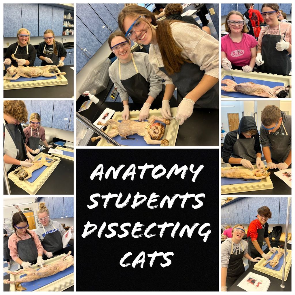 The anatomy class has been busy dissecting cats. Their objective right now is to isolate and identify muscles of the cat.